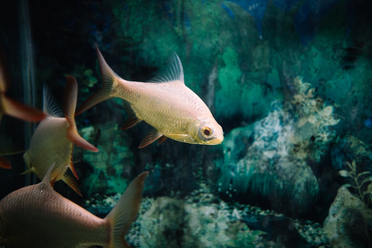 A close-up shot of fish swimming gracefully in a well-lit aquarium, showcasing sea life.